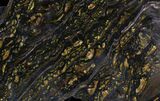 Banded Tiger Iron Stromatolite - Australia ( Billion Years) #22493-1